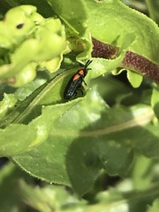 Microrhopala rubrolineata
