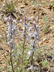 Delphinium wootonii