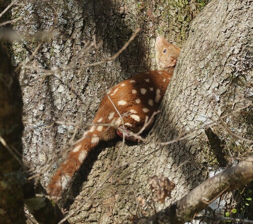 Spotted-tailed Quoll (Southern Subspecies)