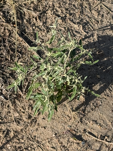 skunkweed