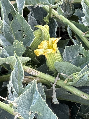 Buffalo Gourd