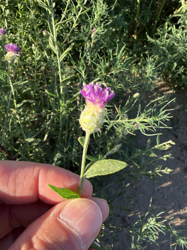 Russian knapweed