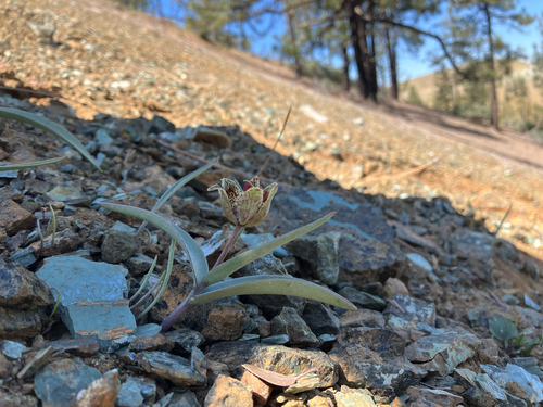 Fritillaria falcata, photograph 2
