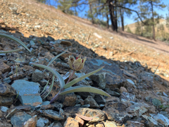 Fritillaria falcata, photograph author not stated, no rights reserved
