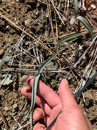 Fritillaria falcata, photograph 4