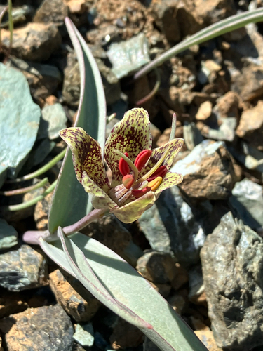 Fritillaria falcata, photograph 1