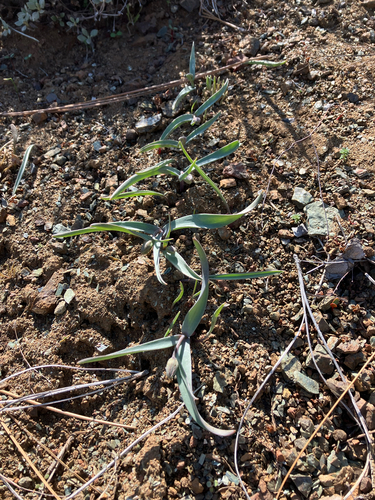 Fritillaria falcata, photograph 6