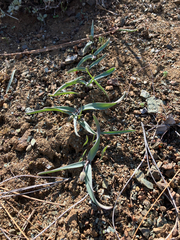 Fritillaria falcata, photograph author not stated, no rights reserved