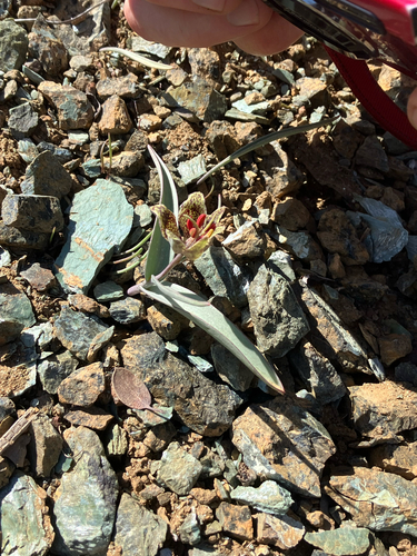 Fritillaria falcata, photograph 3