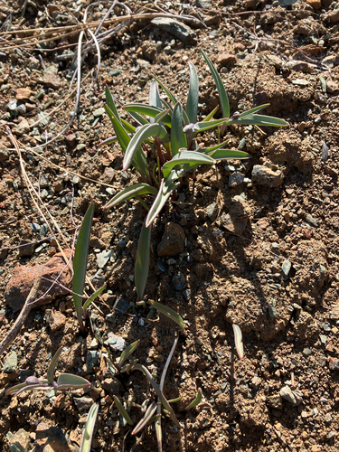 Fritillaria falcata, photograph 5