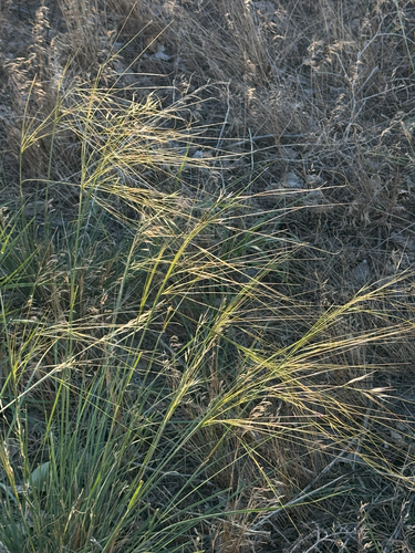 Needle-and-thread Grass