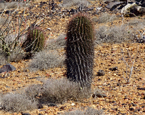 Fire Barrel Cactus