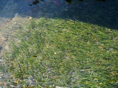 author not stated, no rights reserved Potamogeton wrightii, photograph author not stated, no rights reserved