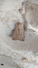 Orthosia gracilis