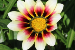 Gazania × splendens