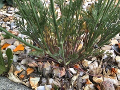 Eschscholzia californica
