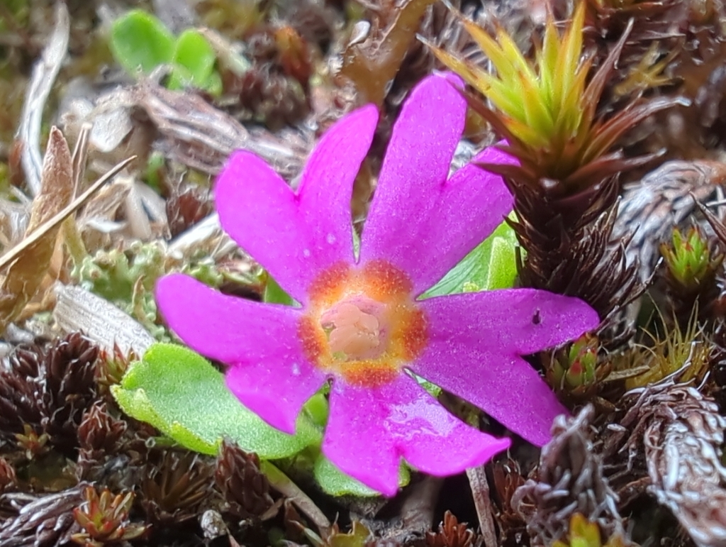 Primula cuneifolia; photograph (c) Matt Muir, some rights reserved (CC BY)