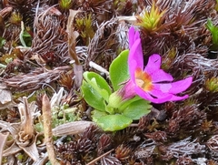 (c) Matt Muir, some rights reserved (CC BY) Primula cuneifolia, photograph (c) Matt Muir, some rights reserved (CC BY)