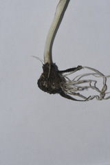 Pauridia glabella glabella