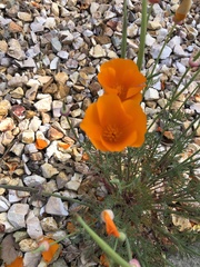 Eschscholzia californica
