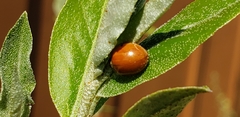 Harmonia axyridis