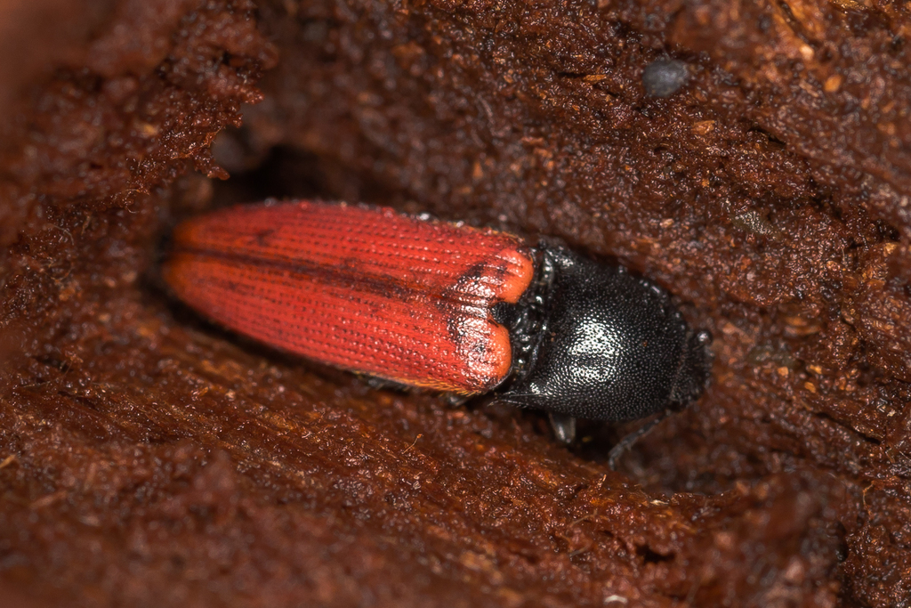 cardinal click beetle