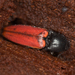 Cardinal Click Beetle - Photo (c) Shamil Murtazin, some rights reserved (CC BY-NC), uploaded by Shamil Murtazin