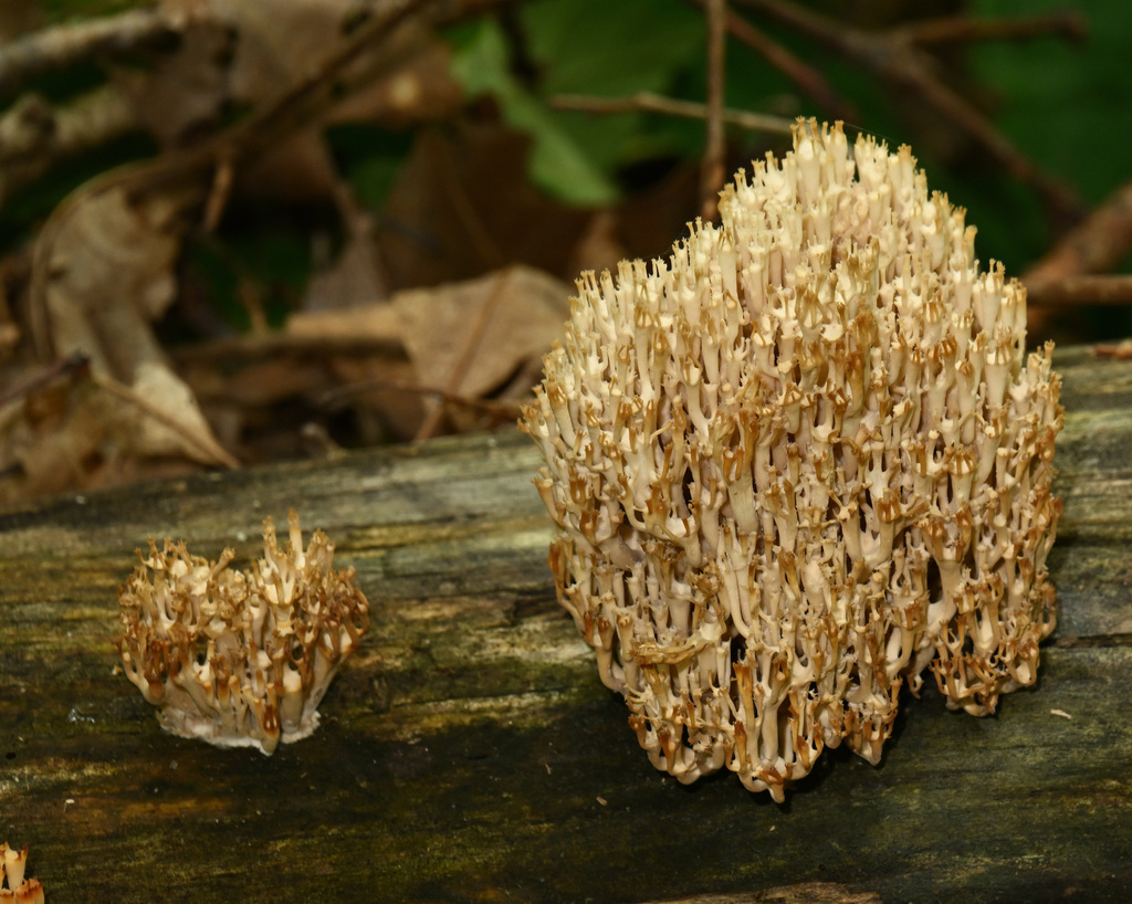 crown-tipped coral fungus · June 2026 · photo: Photo: (c) Dennis Vollmar, some rights reserved (CC BY) · iNaturalist