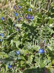 Anchusa stylosa