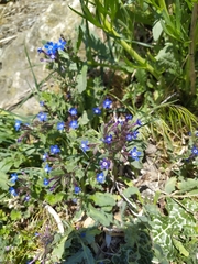 Anchusa stylosa