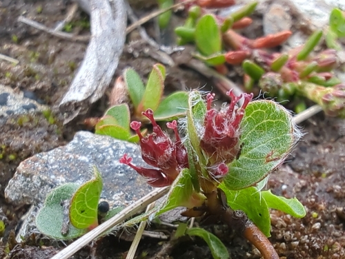 Salix rotundifolia, photograph 5