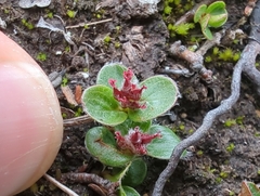 Salix rotundifolia, photograph (c) Matt Muir, some rights reserved (CC BY)