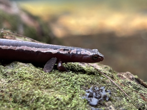 Mexican Mushroomtongue Salamander