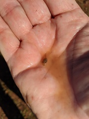 Pseudacris hypochondriaca