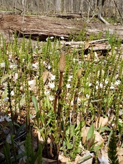 Equisetum pratense
