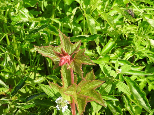 Begonia biserrata, photograph 3