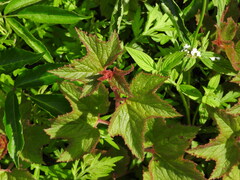 Begonia biserrata