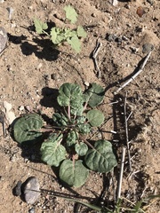 Eriogonum rotundifolium