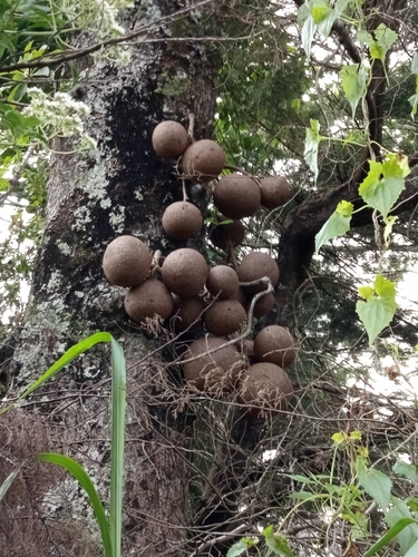 Cannonball Tree