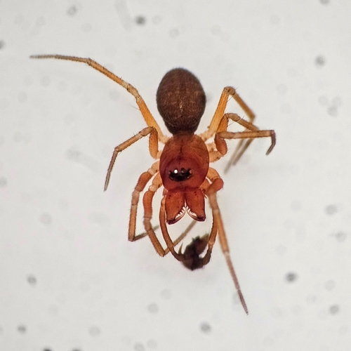Autumn Money Spider photo 4