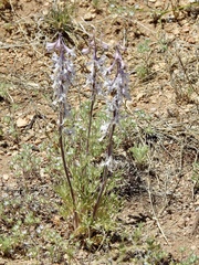 Delphinium wootonii