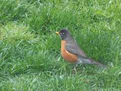Turdus migratorius