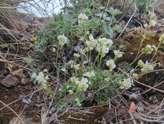 Draba nivalis, photograph (c) Matt Muir, some rights reserved (CC BY)