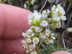 Draba nivalis, photograph (c) Matt Muir, some rights reserved (CC BY)