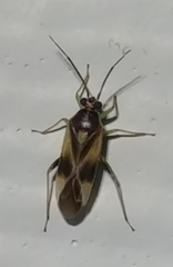 Orthotylus