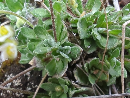 Draba nivalis, photograph 4