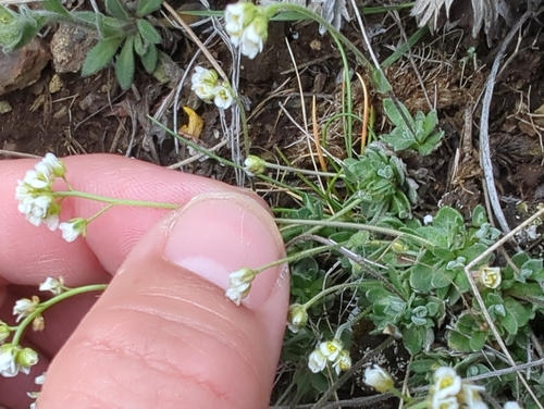 Draba nivalis, photograph 5