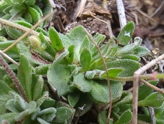 Draba nivalis, photograph (c) Matt Muir, some rights reserved (CC BY)