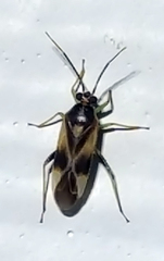 Orthotylus