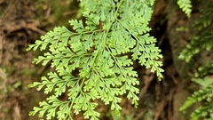 (c) 葉淑蓮, some rights reserved (CC BY) Odontosoria chinensis, photograph (c) 葉淑蓮, some rights reserved (CC BY)